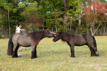 Miniature horse and donkey.