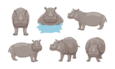 Hippo doing different activities cartoon illustration set. African animal sitting, swimming in lake or river and standing on white background. Zoo, wildlife, wild creature concept