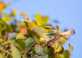 Fototapeta premium A Yellow Footed Green Pigeon on a tree