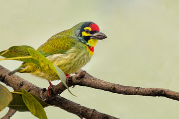 A Coppersmith Barbet sitting
