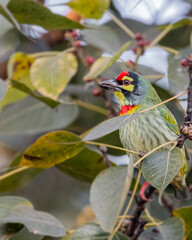 A Coppersmith barbet posing for a portrait