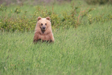 Alaskan brown bear cub at McNeil River