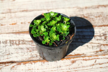 skalnica klinolistna Saxifraga cuneifolia