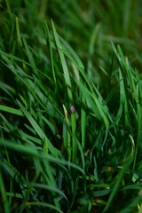 Fototapeta na wymiar A steppe tick crawls in the green grass on a summer day