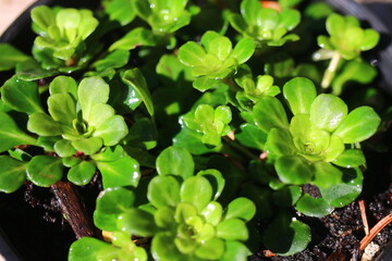 skalnica klinolistna Saxifraga cuneifolia