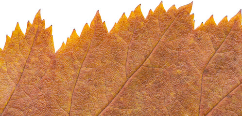 Macro photo of Autumn Foliage. Red and yellow Leaf texture close up. Carved edge of autumn leaf. Isolated on white. Not a perfect natural yellow orange leaf. Leather. Abstract background for designer