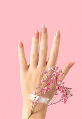 Female one hand with gypsophila flowers gel polish beige long nails on a pink isolated background....