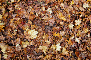directly above shot of brown and yellow autumn leaves on the ground as autumnal background