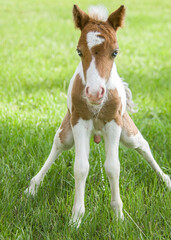 Fototapeta na wymiar 1 day old Miniature horse foal colt pees