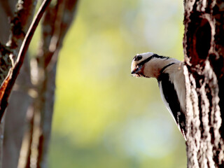 Great spotted woodpecker hiding behind a tree trunk