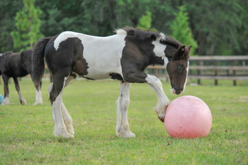 Gypsy Vanner horse foal playing with ball in grass paddock