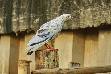 A beautiful pigeon perched on a wooden fence post