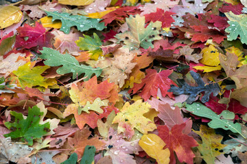 Fallen fall leaves with morning dew.