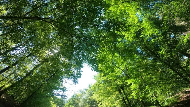 Deciduous forest with green trees in the Bavarian Forest