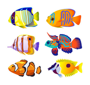 Colorful coral fish on white background cartoon illustration set. Group of beautiful tropical reef marine animals or aquarium fish of different color. Underwater life, ocean water, sea concept