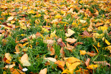 fallen autumn leaves on the grass
