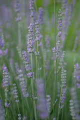 Lilac lavender grows in the morning field