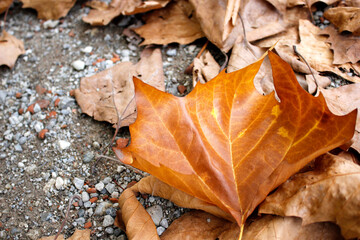 autumn leaves on the ground