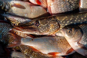 Lots of different fish caught in the boat. Fishing on the river in a boat, a big catch of fishermen. Fishing with spinning and nets, a male hobby. Commercial fishing.