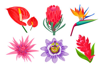 Exotic jungle flowers cartoon illustration collection. Wild tropical Hawaiian or Polynesian plants. Magnolia or orchid in garden, Bali or Caribbean islands on white background. Blossom, summer concept