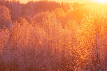 Winter background, trees in the snow in forest flooded with sunlight