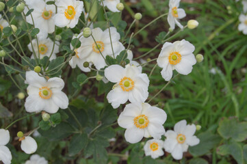 set of white anemones autumn flowers in a garden