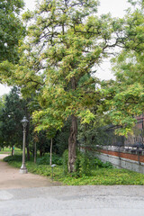 historic garden with tree and lamppost in Madrid. Spain