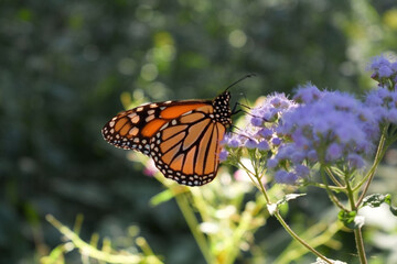 Fototapeta na wymiar monarch butterfly danaus plexippus in a garden with bokeh
