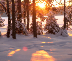Sunset in snowy forest with small Christmas trees covered with snow