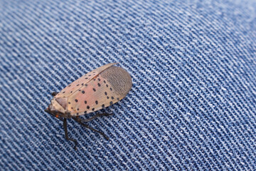 Spotted Lanternfly on denim patern background macro
