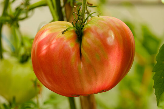 red ripe tomato close-up on a blurred background