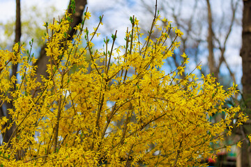 Fototapeta premium Yellow flowering Forsythia bush in spring. Selective focus. Background with copy space for text