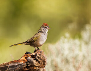 A green-tailed towhee in Wyoming