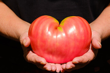 red ripe tomato in female hands close-up