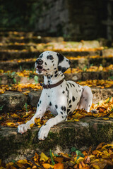 junger Dalmatiner (welpe / Junghund) im Herbst mit bunten Laub auf Treppe