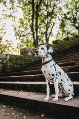 junger Dalmatiner (Junghund / Welpe) sitzt auf Treppe im Herbst / Frühling)