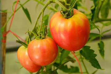 red ripe tomatoes close-up on a blurred background