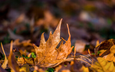 The autumn leaves returned to the mother who gave birth to them a year ago. Heaven Earth, mother of us all.
