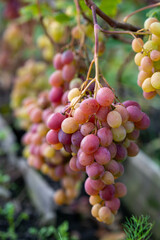 Cluster of pink grape on a bush