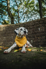 junger Dalmatiner Hund mit gelben Halstuch im Herbst ( Welpe / Junghund)