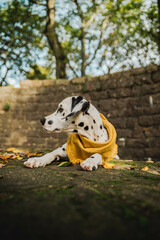 junger Dalmatiner Hund mit gelben Halstuch im Herbst ( Welpe / Junghund)