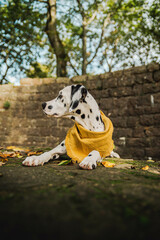 junger Dalmatiner Hund mit gelben Halstuch im Herbst ( Welpe / Junghund)