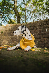 junger Dalmatiner Hund mit gelben Halstuch im Herbst ( Welpe / Junghund)