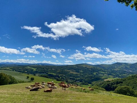 Reba&ntilde;o de vacas en las monta&ntilde;as de O Cebreiro, Galicia
