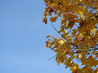 Yellow autumn maple tree leaves on the maple tree - autumn background