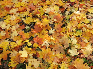 Yellow autumn maple tree leaves on the ground - autumn background