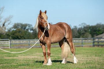 Full body of a Mustang horse in training.