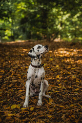 junger Dalmatiner (Welpe / Junghund) im Herbst mit bunten Laub.