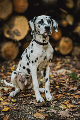 Dalmatiner Junghund / Welpe im Herbst vor Holzstapel