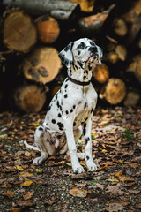 Dalmatiner Junghund / Welpe im Herbst vor Holzstapel